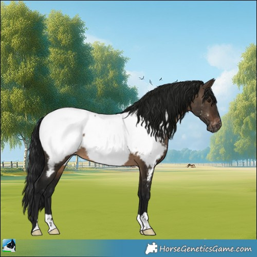 Horse Color:Gray Brown Dun Appaloosa 