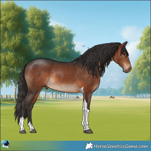 Horse Color:Brown Tobiano Rabicano 