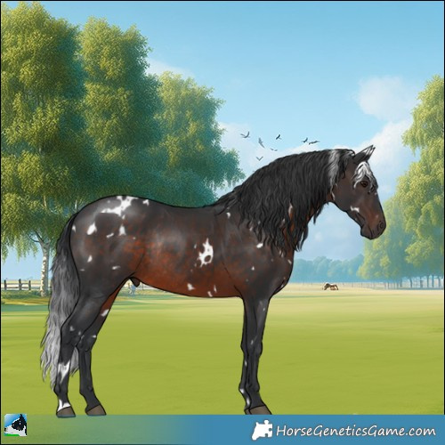 Horse Color:White Spotted Brown Rabicano 