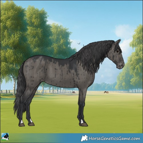 Horse Color:Grullo Appaloosa Brindle 