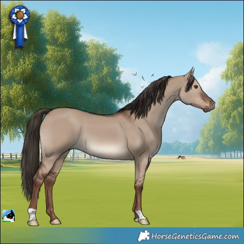 Horse Color:Liver Red Dun 