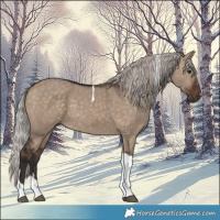 Horse Color:Silver Brown Dun Tobiano 