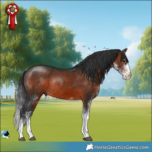 Horse Color:White Spotted Brown Rabicano 