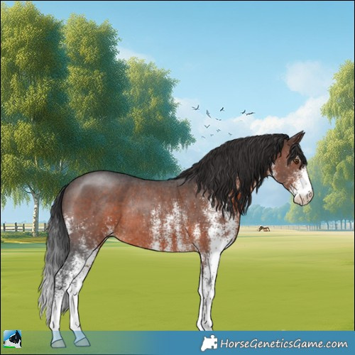 Horse Color:White Spotted Brown Rabicano 
