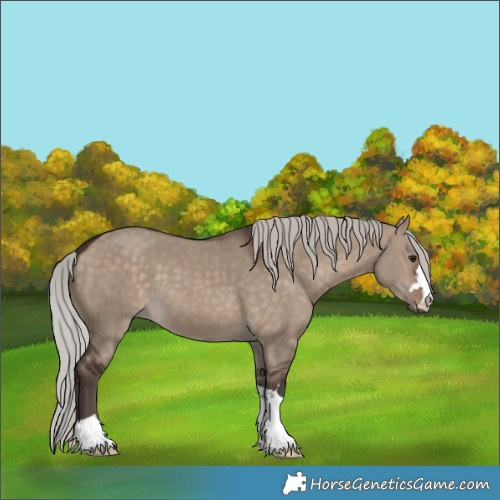 Horse Color:Silver Brown Dun 