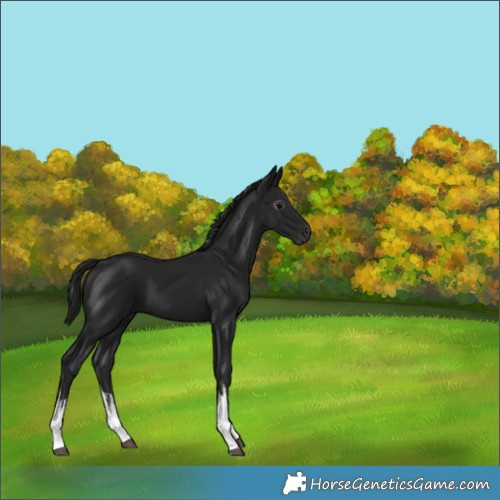 Horse Color:Gray White Spotted Black 