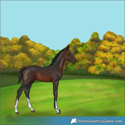 Horse Color:White Spotted Brown 
