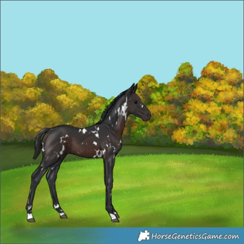 Horse Color:White Spotted Brown 