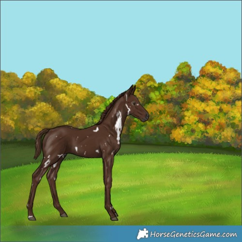 Horse Color:Gray White Spotted Chestnut 