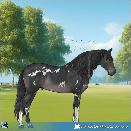 Horse Color:White Spotted Black Tobiano Rabicano 
