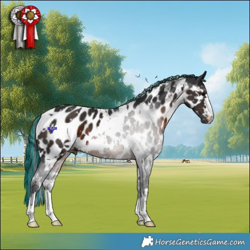 Horse Color:Painted White Spotted Brown Appaloosa 