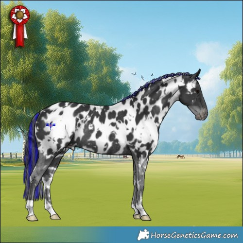 Horse Color:Painted White Spotted Black Appaloosa Rabicano