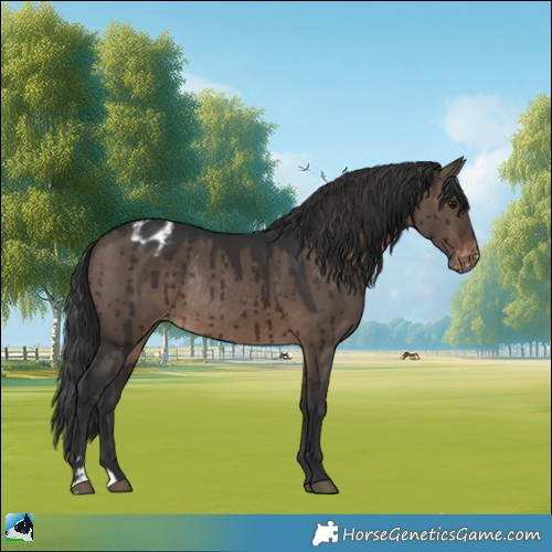 Horse Color:Brown Dun Appaloosa Rabicano Brindle 