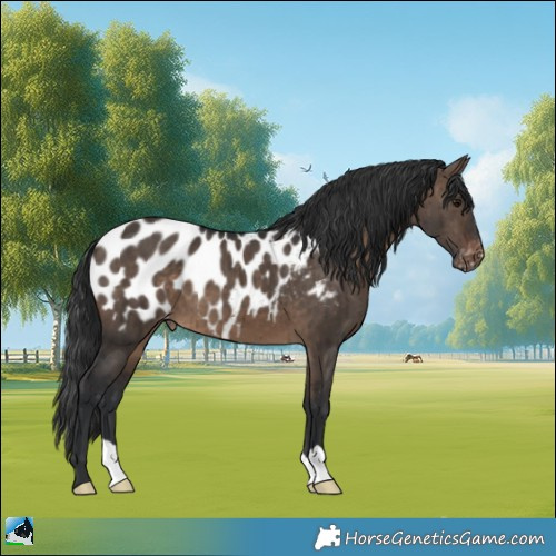 Horse Color:Brown Dun Appaloosa Brindle 