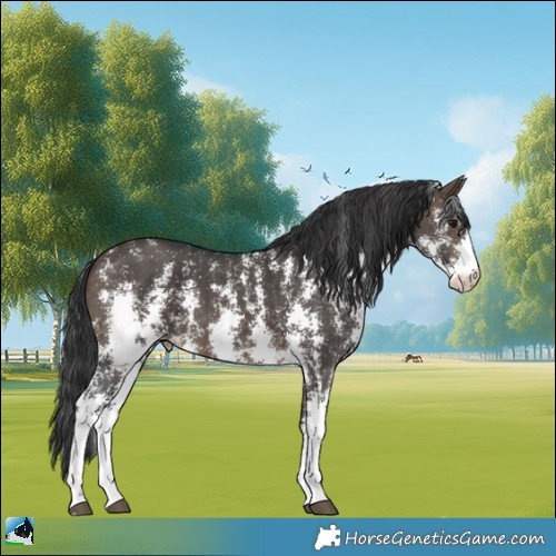 Horse Color:Brown Dun Sabino Appaloosa Brindle 