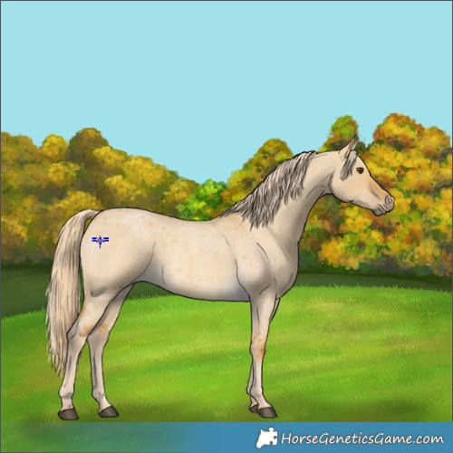 Horse Color:Palomino Roan Dun 