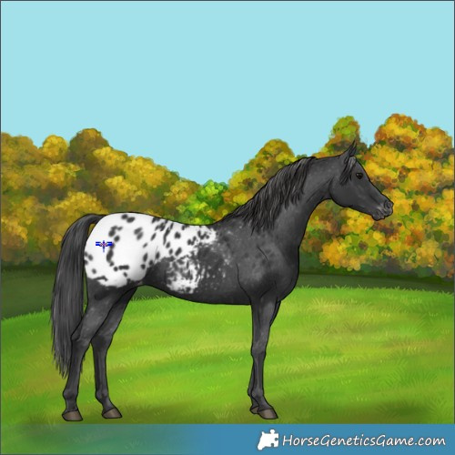 Horse Color:Black Appaloosa 