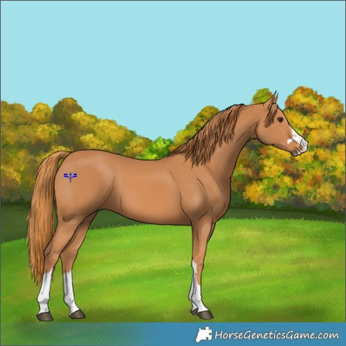 Horse Color:Chestnut 