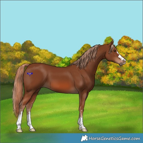 Horse Color:Chestnut 