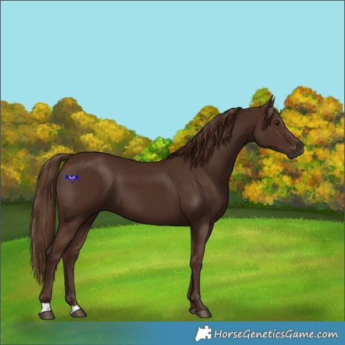 Horse Color:Gray Chestnut 