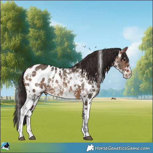 Horse Color:Brown Dun Sabino Appaloosa Rabicano Brindle 