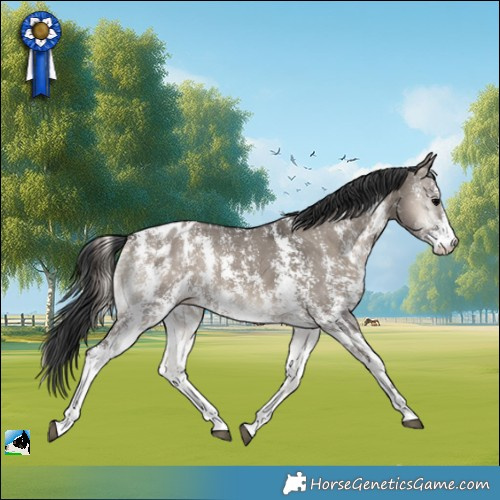 Horse Color:Grullo Onyx Sabino Appaloosa Rabicano 