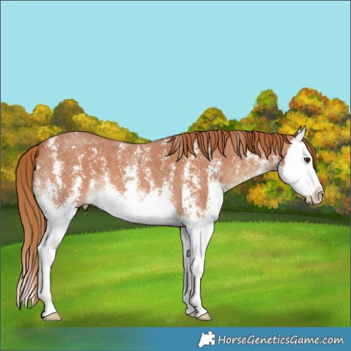 Horse Color:Chestnut Sabino Splash 