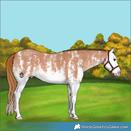 Horse Color:Chestnut Sabino Splash 