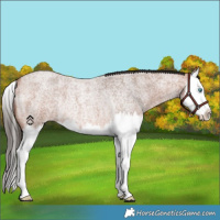 Horse Color:Bay Roan Splash Rabicano 