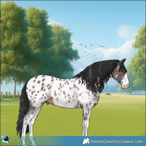 Horse Color:Brown Sabino Appaloosa Rabicano 