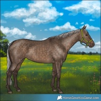 Horse Color:Silver Brown Dun 