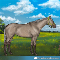Horse Color:Silver Brown Dun 