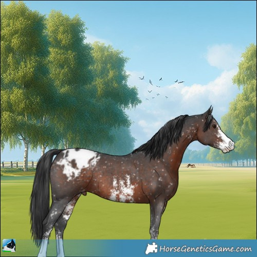 Horse Color:Brown Sabino Appaloosa Rabicano 