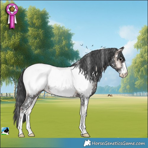 Horse Color:Blue Onyx Sabino Appaloosa Rabicano 
