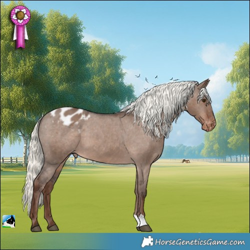 Horse Color:Liver Red Dun Mushroom Appaloosa 