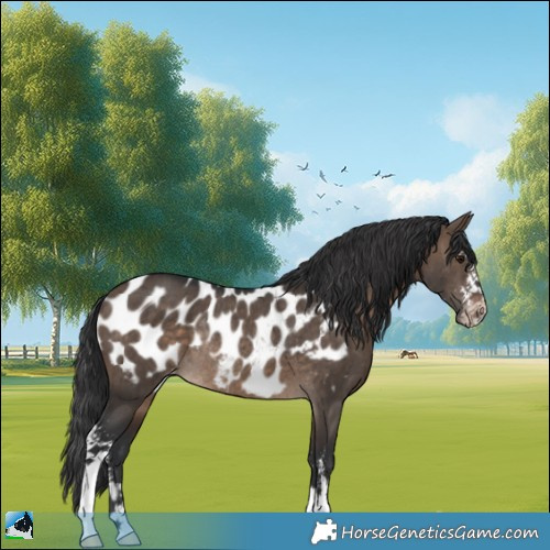 Horse Color:Brown Dun Sabino Appaloosa Rabicano Brindle 