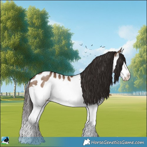 Horse Color:Liver Red Dun Splash Appaloosa Rabicano 