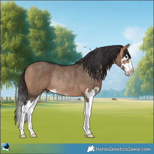 Horse Color:Bay Dun Splash Rabicano 