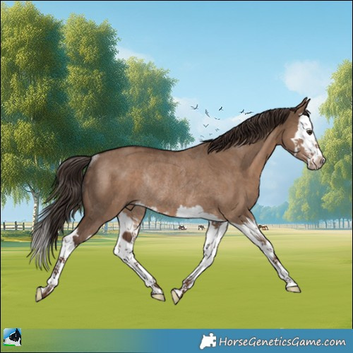 Horse Color:White Spotted Liver Red Dun Splash Rabicano 