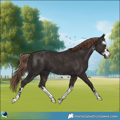 Horse Color:White Spotted Liver Chestnut 