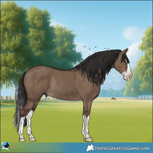 Horse Color:Liver Red Dun Splash Rabicano 