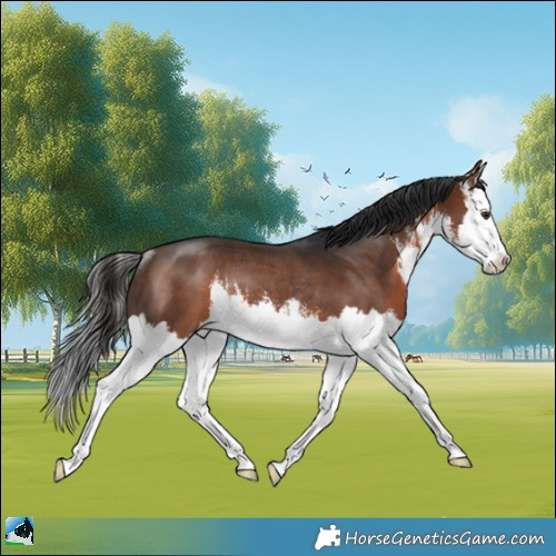 Horse Color:White Spotted Brown Mushroom Splash Rabicano 