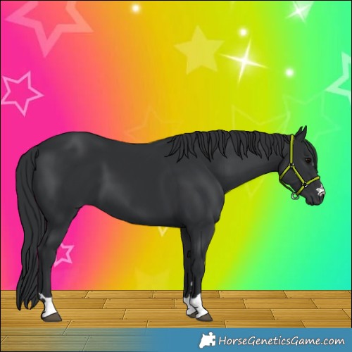 Horse Color:Black 