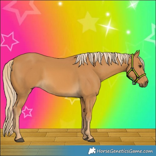 Horse Color:Palomino 