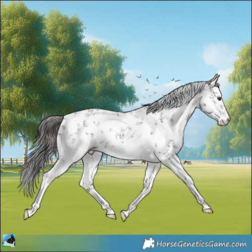 Horse Color:White Spotted Brown Ice Mushroom Sabino Rabicano 