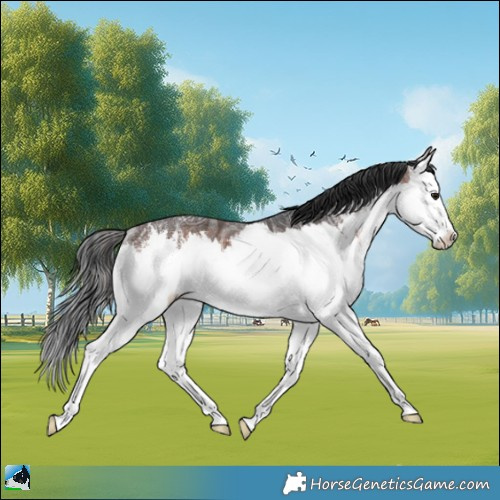 Horse Color:White Spotted Brown Ice Splash Rabicano 