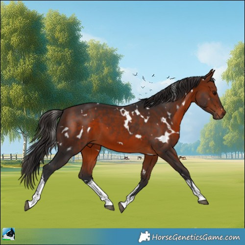 Horse Color:White Spotted Bay 