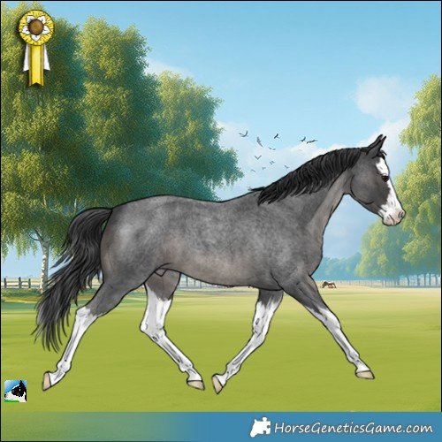 Horse Color:Blue Roan Splash 