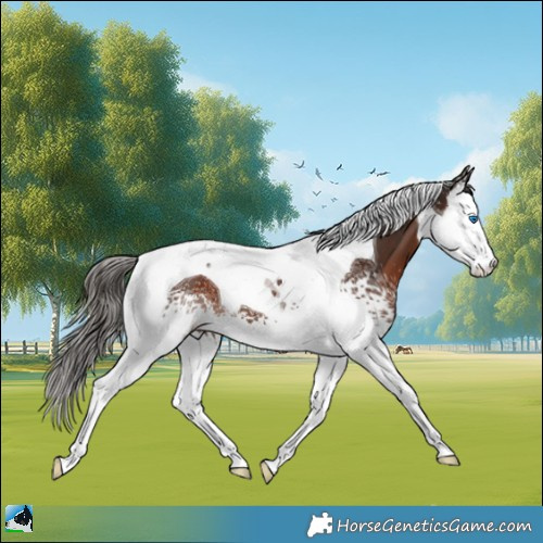 Horse Color:White Spotted Liver Chestnut Splash Tobiano 