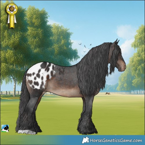 Horse Color:Brown Appaloosa 